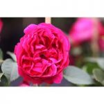 Rose ‘Red Eden Rose’