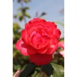 Rose ‘Scarlet Queen’