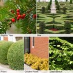 Formal/Topiary Hedging Collection