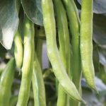 Broad Bean ‘Masterpiece Green Longpod’