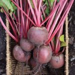 Beetroot ‘Red Ace’ F1 Hybrid (Globe)