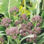 Broccoli ‘Summer Purple’ (Purple Sprouting)