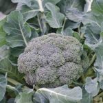 Broccoli ‘Ironman’ F1 Hybrid (Calabrese)