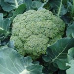 Broccoli ‘Belstar’ F1 Hybrid (Calabrese)