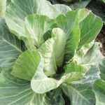 Cabbage ‘Summer Jewel’