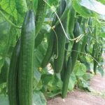 Cucumber ‘Carmen’ F1 Hybrid