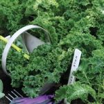 Kale ‘Reflex’ F1 Hybrid