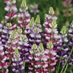Lupin ‘Avalune Mixed’
