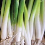 Onion ‘Ishikura’ (Bunching Onion)