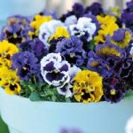 Pansy ‘Frou Frou Mixed’