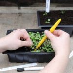 Seed & Seedling Planting Kit