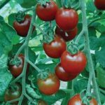 Tomato ‘Garnet’