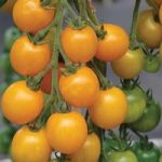 Tomato ‘Goldkrone’