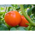 Tomato ‘Orange Queen’