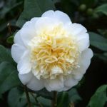 Camellia ‘Brushfield’s Yellow’
