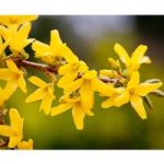 Forsythia x intermedia ‘Minigold’