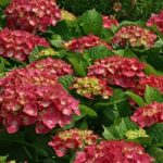 Hydrangea macrophylla ‘Ruby Rocks’