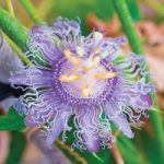 Passiflora edulis ‘Frederick’