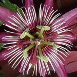Passiflora ‘Violacea Victoria’
