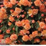 Begonia ‘Fragrant Falls Improved – Apricot Delight’