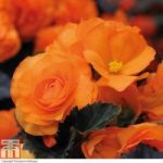 Begonia ‘Non-Stop Mocca Bright Orange’