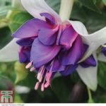 Fuchsia ‘Purple Rain’