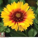 Gaillardia aristata ‘Arizona Sun’