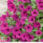 Petunia x hybrida ‘Purple Velvet’ F1 Hybrid