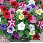 Petunia ‘Easy Wave Ultimate Mixed’