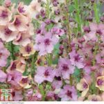 Verbascum x hybrida ‘Southern Charm’ (Garden Ready)