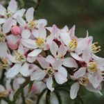 Choisya ternata ‘Apple Blossom’