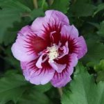 Hibiscus syriacus ‘Purple Pillar’