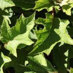 Hydrangea quercifolia ‘Munchkin’