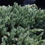 Juniperus squamata ‘Blue Spider’