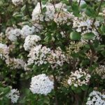 Viburnum x burkwoodii ‘Anne Russell’