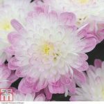 Chrysanthemum ‘Improved Appleblossom’