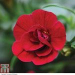 Petunia ‘Mini Rosebud Romantic Collection’ (Mini Petunia)