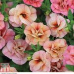 Petunia ‘Mini Rosebud Romantic Peachy’ (Mini Petunia)