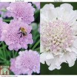 Scabious ‘Kudos Collection’