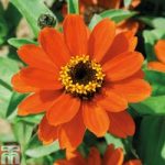 Zinnia x hybrida ‘Profusion Orange’ (Garden Ready)
