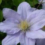 Clematis Giselle evipo051