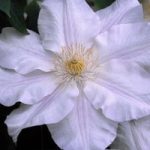 Clematis Ice Blue evipo003