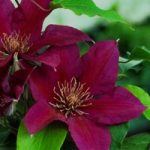 Clematis Picardy evipo024