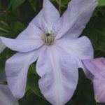 Clematis Shimmer evipo028