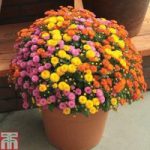 Chrysanthemum ‘Hardy Patio Mixed’
