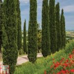 Italian cypress ‘Stricta’