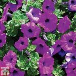 Petunia ‘Trailing Surfinia Purple’