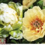 Peony Duo Collection