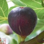 Fig ‘Violette de Bordeaux’