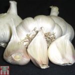 Garlic ‘Picardy Wight’ (Spring Planting)